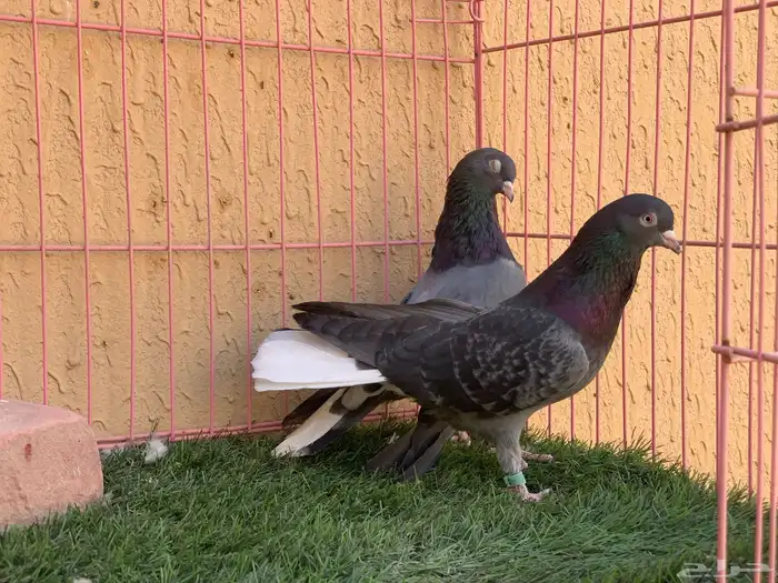 حمام قطايف 6