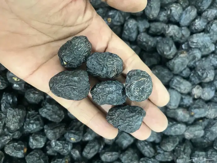 عجوة المدينة مبرومة 1