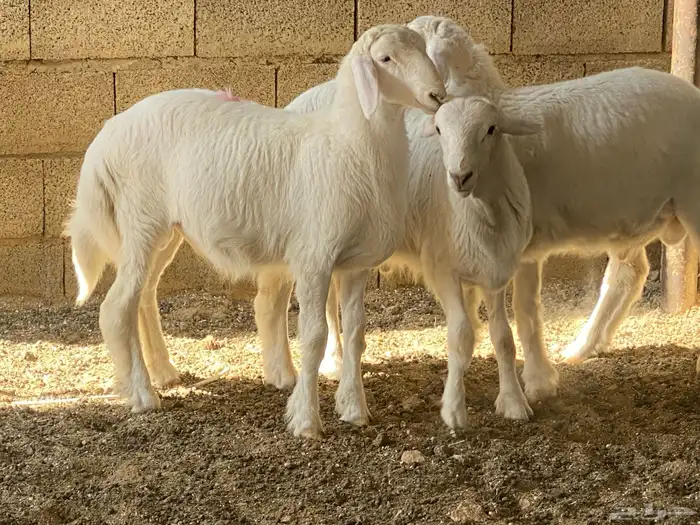 طليان ذبايح 14