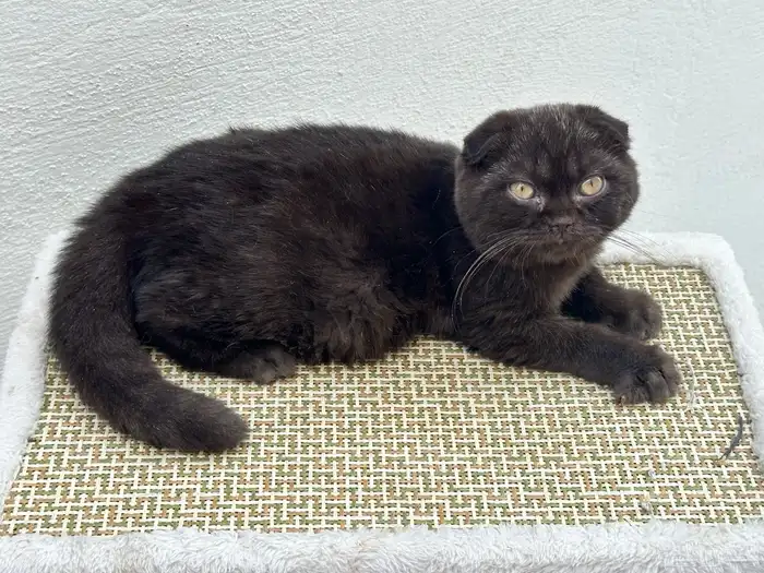 ذكر فولد سينمون 2