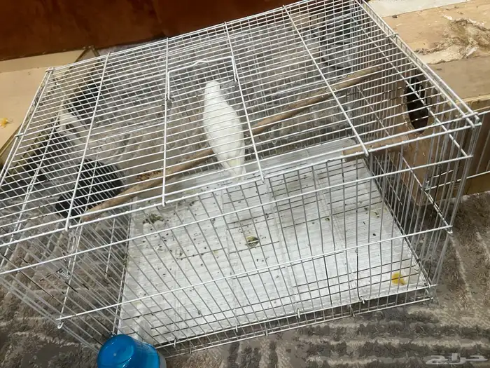 طير روز البينو عيون حمر 0