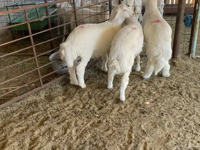 طليان ذبايح 2