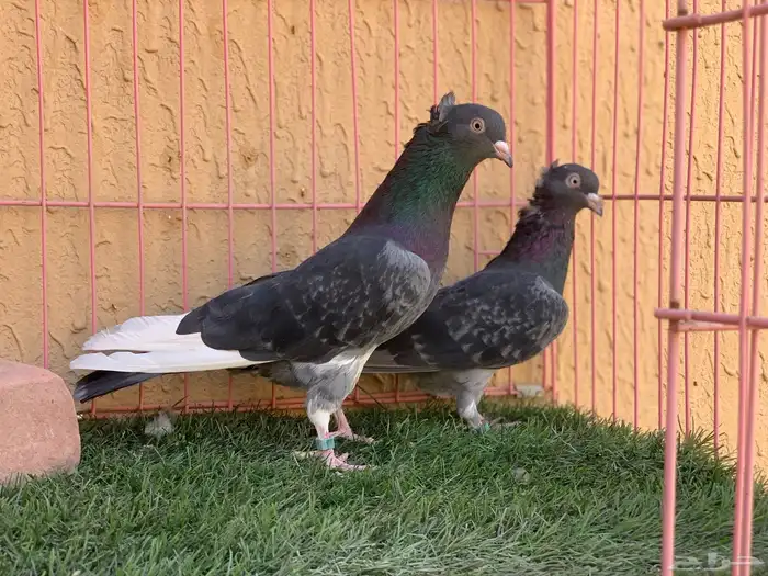 حمام قطايف 1