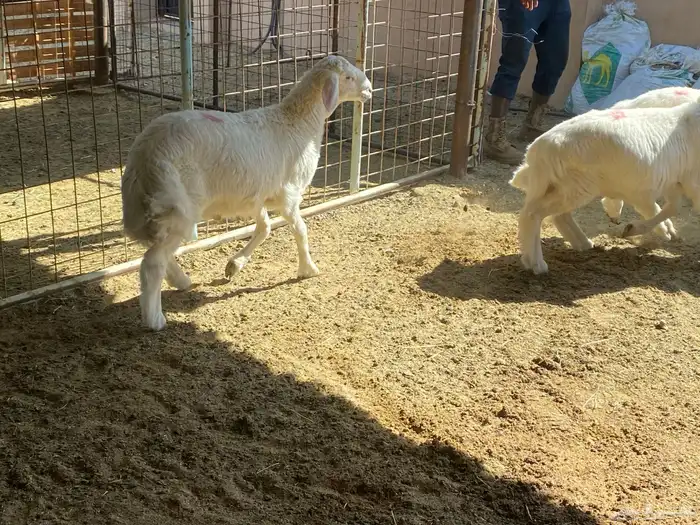 طليان ذبايح 9