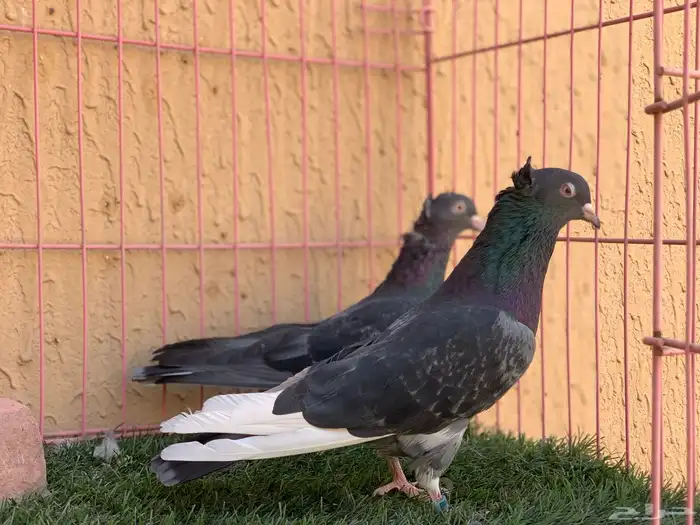 حمام قطايف 0