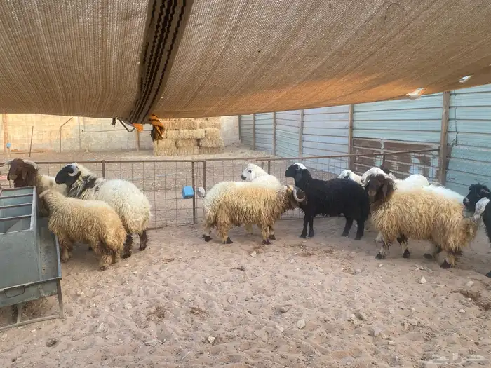 جذعان نعيم وحري 2