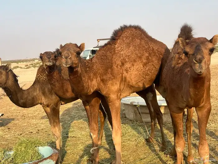 قعدان للبيع 4