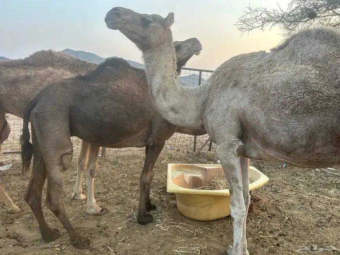 ابل حيل العدد ثلاث 1