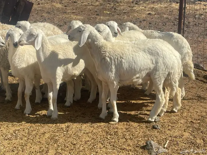 رخال امراح طيبه 1