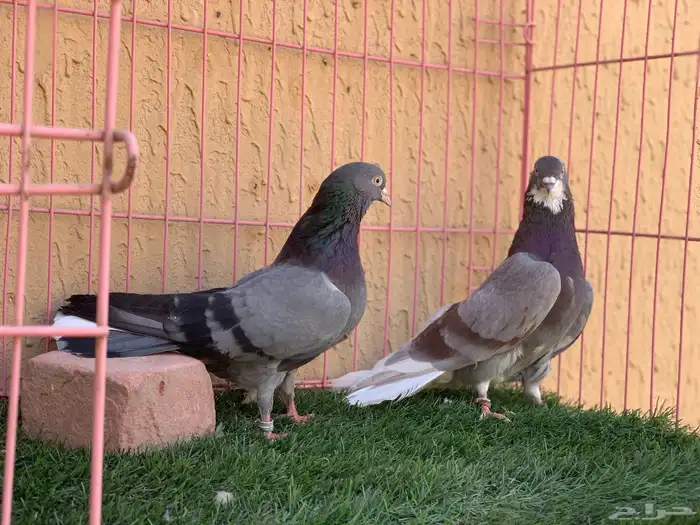 حمام قطايف 9