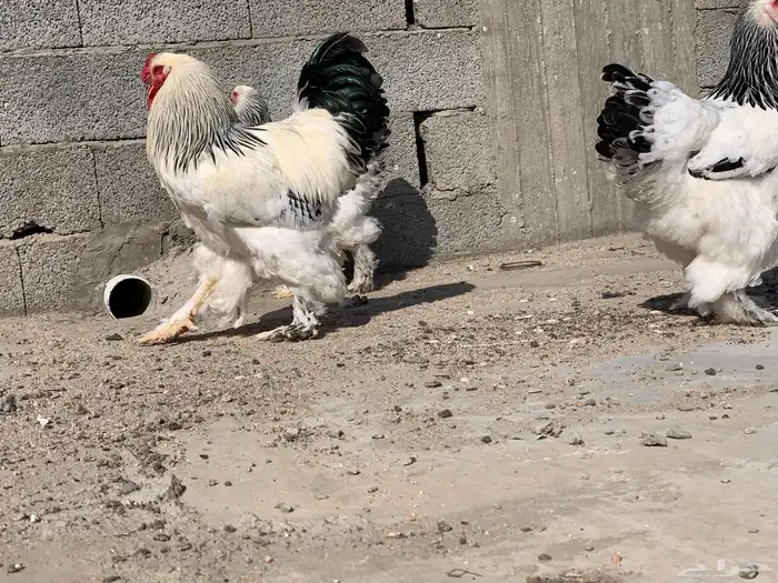 دجاج براهما دمه صافي 0