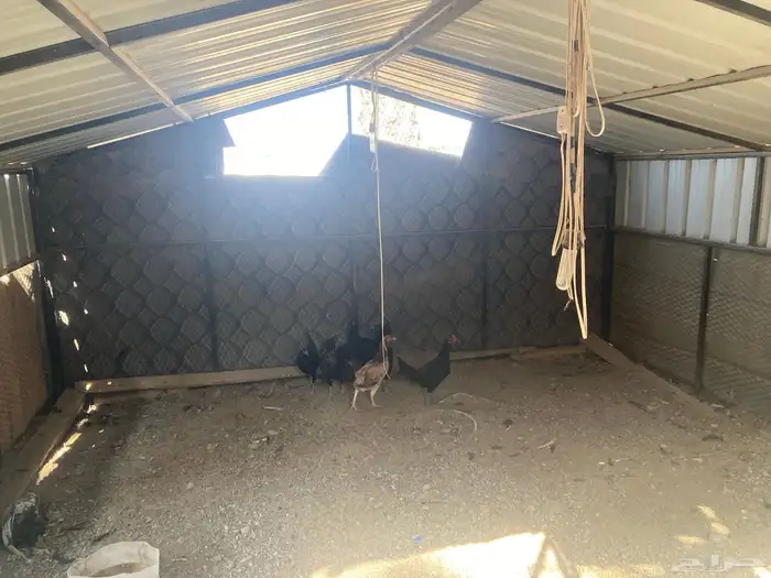 شبكين للدجاج للبيع 1