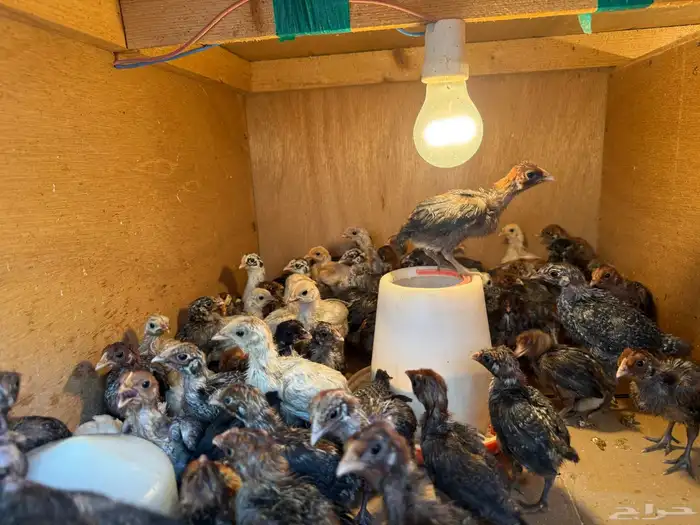 يتوفر صوص فيومي للبيع 0