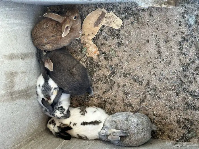 ارانب للبيع 1