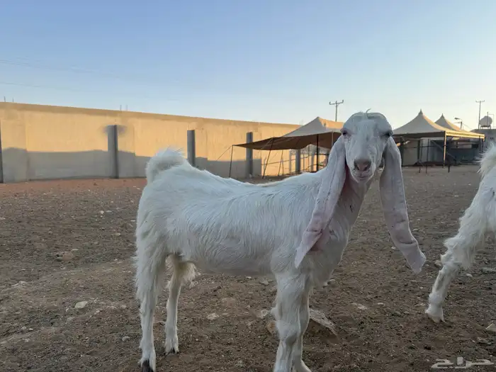 جفار برص للبيع 4