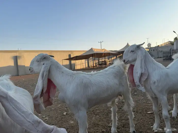 جفار برص للبيع 1