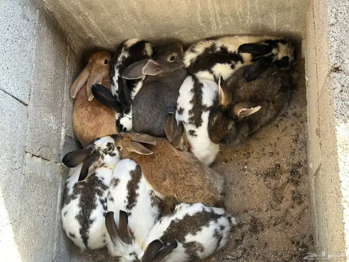 ارانب للبيع 0