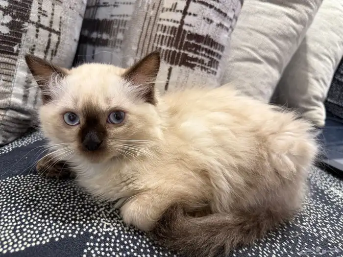 قطط صغيرة كيتن للبيع في الدمام 1