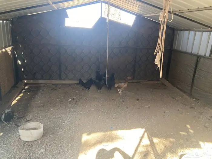 شبكين للدجاج للبيع 0