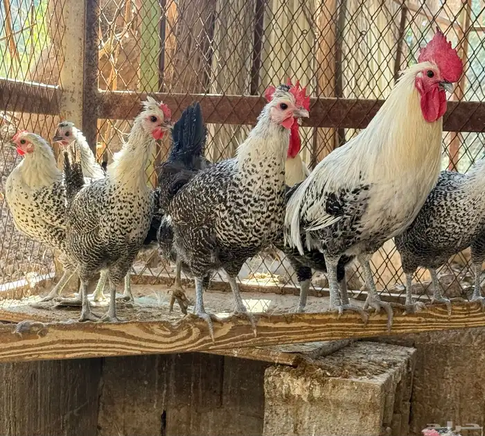 يتوفر صوص فيومي للبيع 2