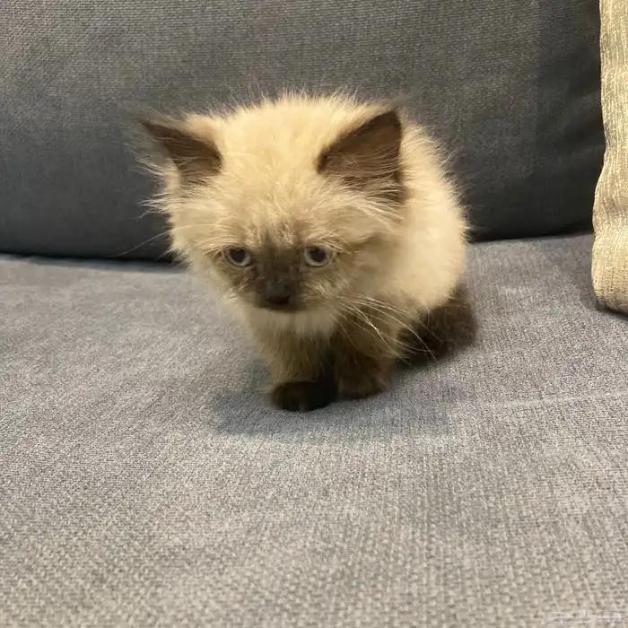 ذكر هملايا للبيع بسعر مخفض 0