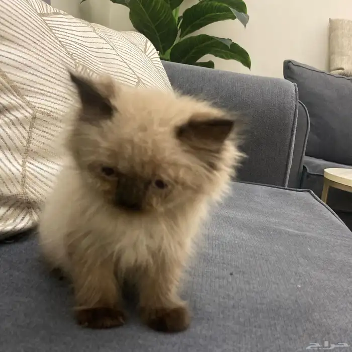 ذكر هملايا للبيع بسعر مخفض 2