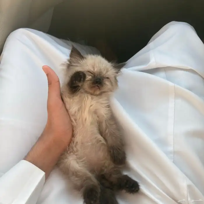 ذكر هملايا للبيع بسعر مخفض 6