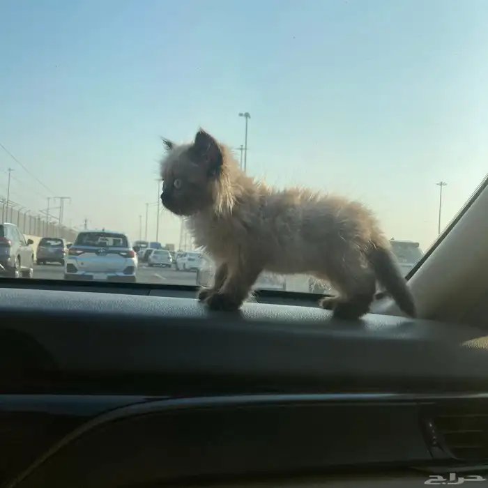 ذكر هملايا للبيع بسعر مخفض 4