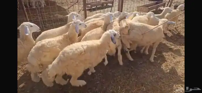 30 بهم طليان ورخال مراح واحد شعره وطرف 2