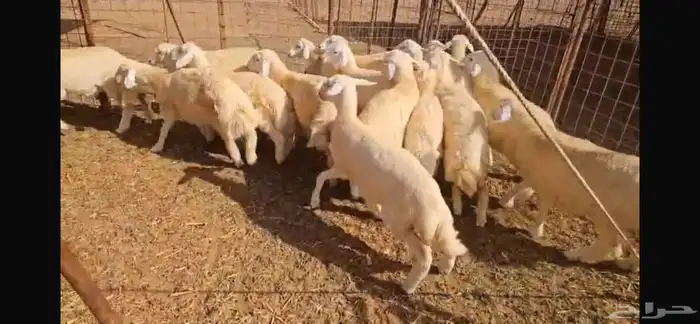 30 بهم طليان ورخال مراح واحد شعره وطرف 4