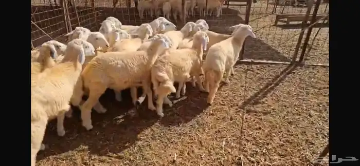 30 بهم طليان ورخال مراح واحد شعره وطرف 3