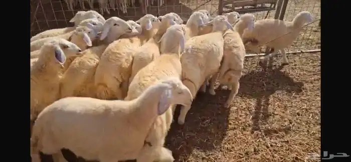 30 بهم طليان ورخال مراح واحد شعره وطرف 1