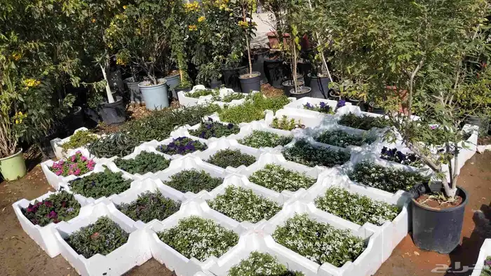 مشتل زراعي 1