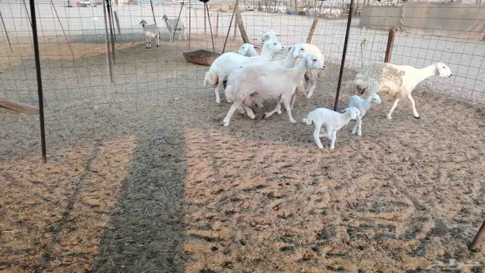 غنم حريات 6 تحتها 2 والباقي على ولاد شرط 2