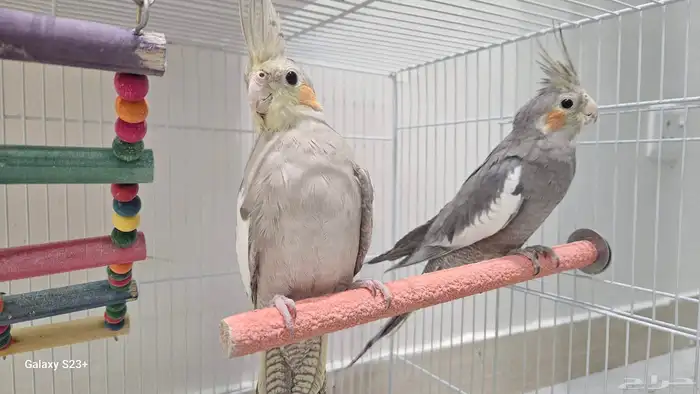 للبيع كروان زوج اليفين 3