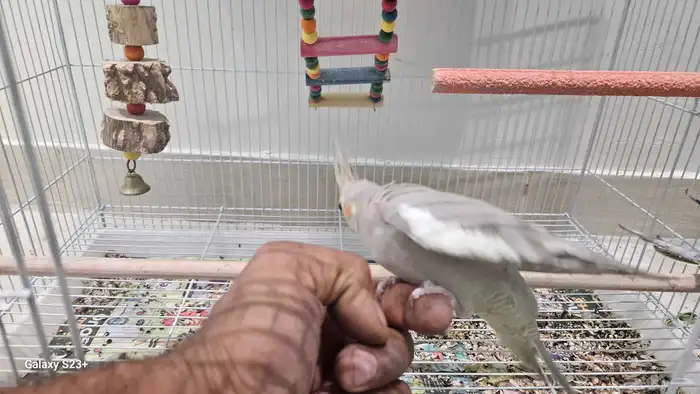 للبيع كروان زوج اليفين 1