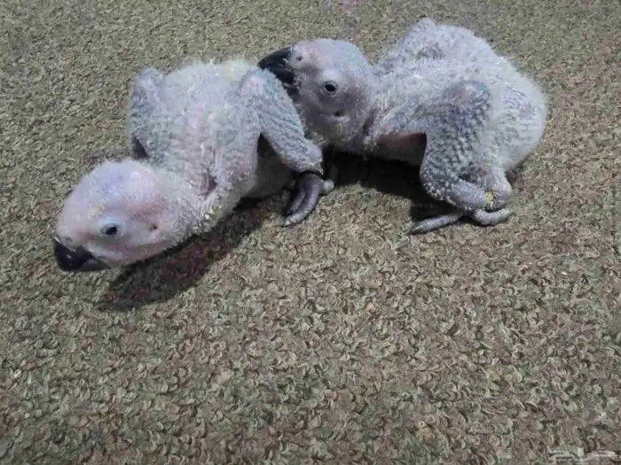 متاح فرخين كاسكو 0