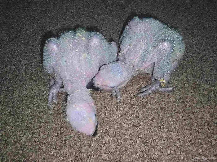 متاح فرخين كاسكو 2