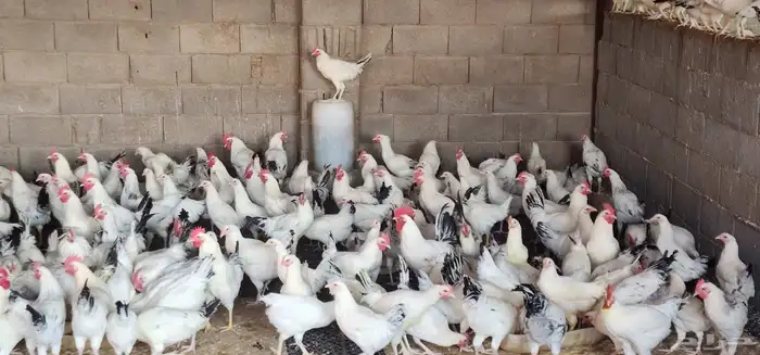 دجاج فرنسي كولمبي 0