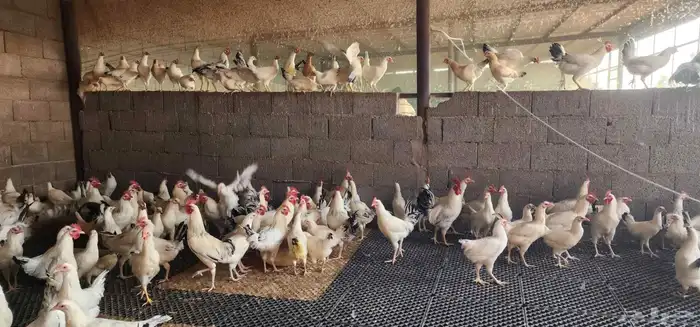 دجاج فرنسي كولمبي 2