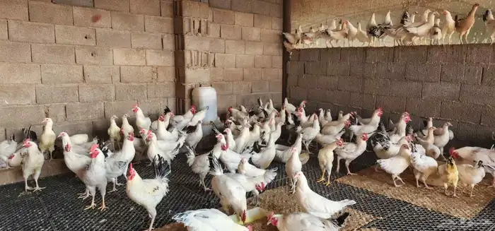 دجاج فرنسي كولمبي 3