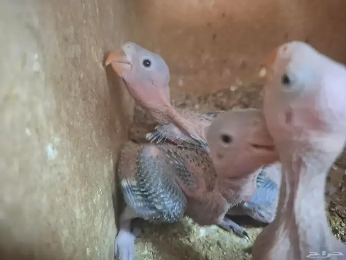 فروخ الدره هندي خضراء لون 0