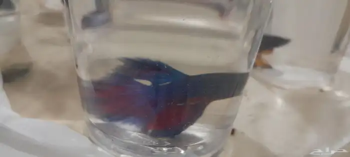 أسماك الفايتر ذكور  إناث بأسعار جملة والقطاعي 5