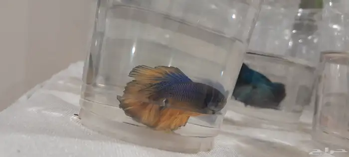 أسماك الفايتر ذكور  إناث بأسعار جملة والقطاعي 3