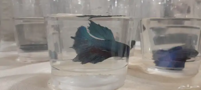 أسماك الفايتر ذكور  إناث بأسعار جملة والقطاعي 2