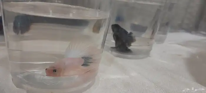 أسماك الفايتر ذكور  إناث بأسعار جملة والقطاعي 4