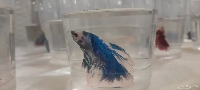 أسماك الفايتر ذكور  إناث بأسعار جملة والقطاعي 0