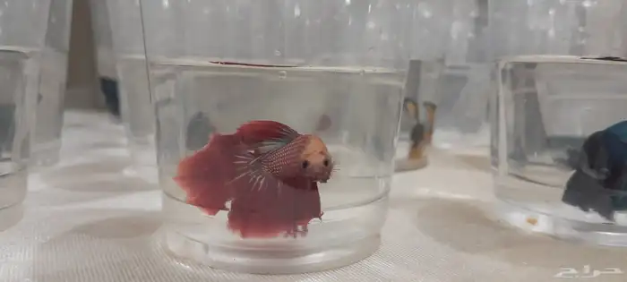 أسماك الفايتر ذكور  إناث بأسعار جملة والقطاعي 1