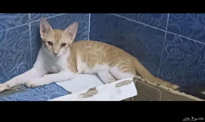 قطط لي التبني بشرط مخافت الله فيهم التواصل علي موقع حراج 3