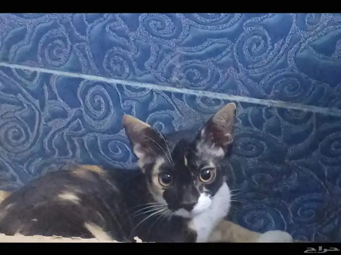 قطط لي التبني بشرط مخافت الله فيهم التواصل علي موقع حراج 4